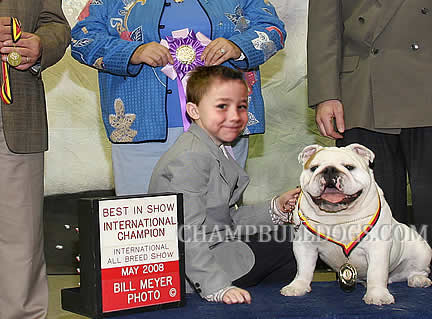 English bulldogs puppies
